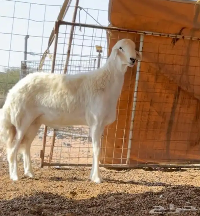 طلي صنف الصنف ارتفاع هائل 1