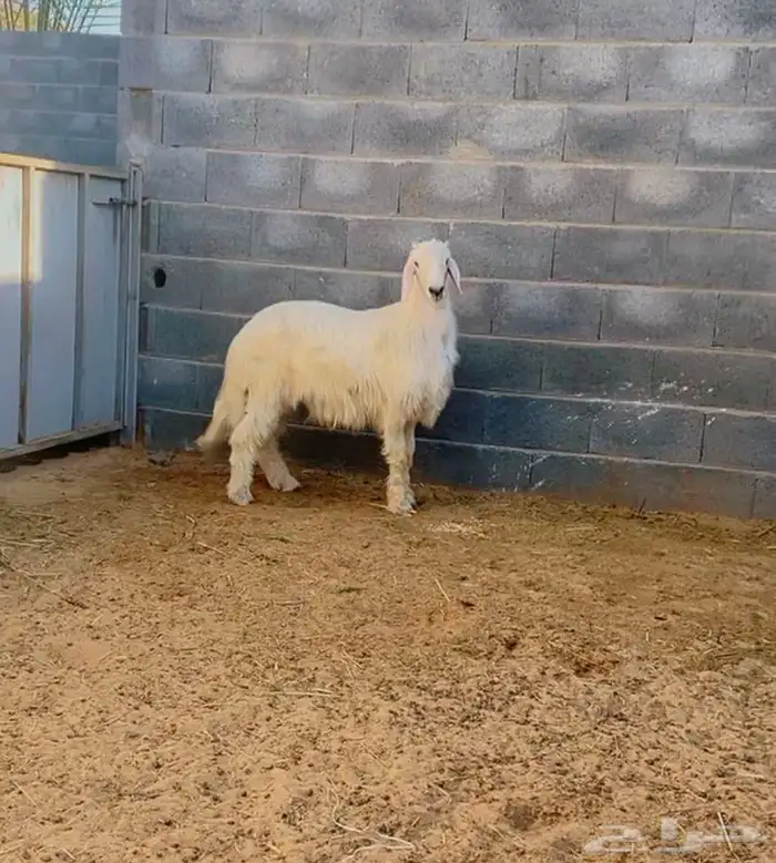 خروف اصفر بلدي كفو 0