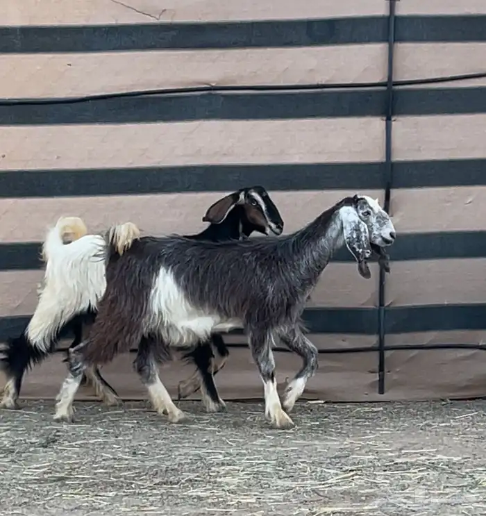 عنقان طيبه مقنا ولا ذبح 1