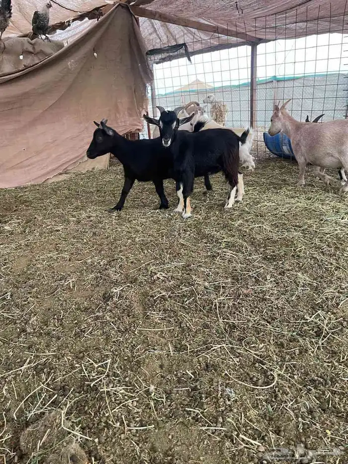 تيس قزم العمر سبعة اشهر تقريبآ 2