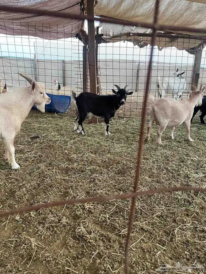 تيس قزم العمر سبعة اشهر تقريبآ 1