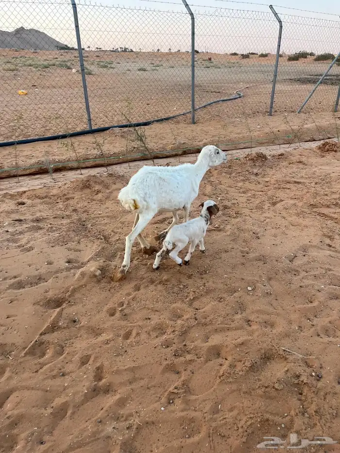 رفيد كل وحده تحتها واحد 1