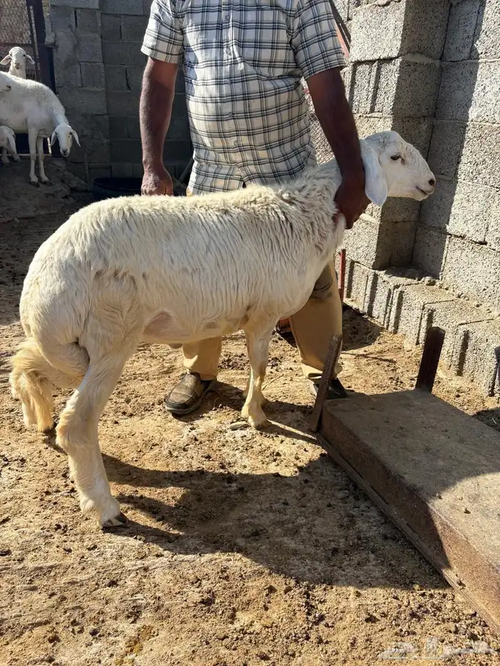 طليان طيبه 3