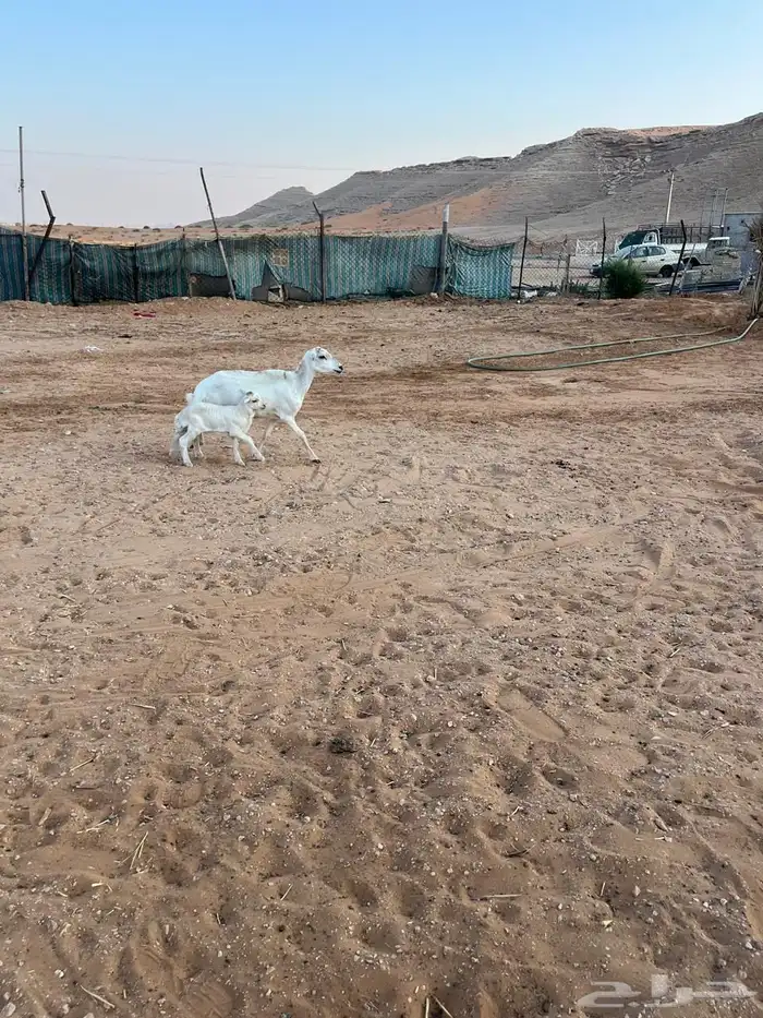 رفيد كل وحده تحتها واحد 4