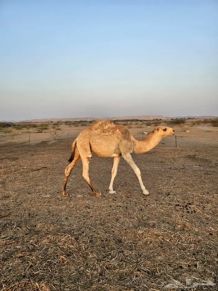 للبيع حاشي اقل من سنة 0