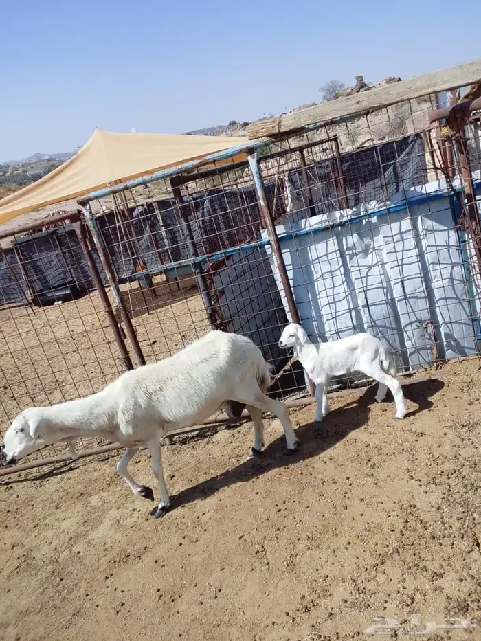 شاه خلفه معها رخل 0