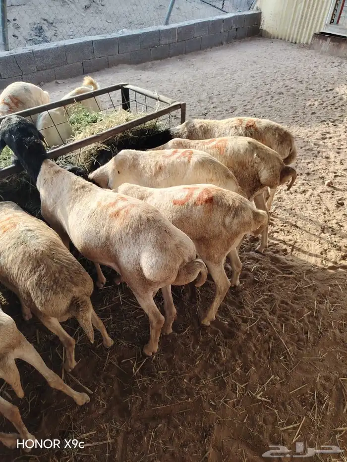 جملة البرابر والتيوس   أحجام تفتح النفس وأسعار ترضي التاجر 0