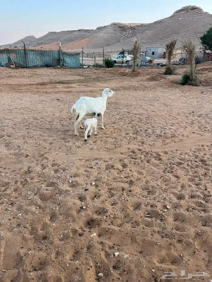 رفيد كل وحده تحتها واحد 5