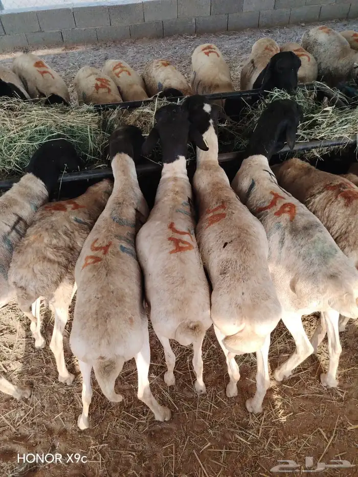 جملة البرابر والتيوس   أحجام تفتح النفس وأسعار ترضي التاجر 1