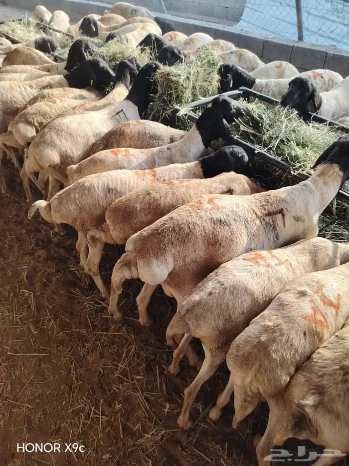 جملة البرابر والتيوس   أحجام تفتح النفس وأسعار ترضي التاجر 2