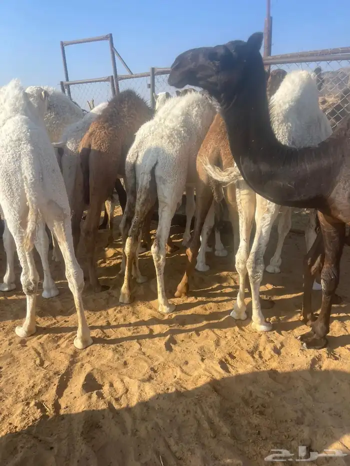 قعدان للبيع 3