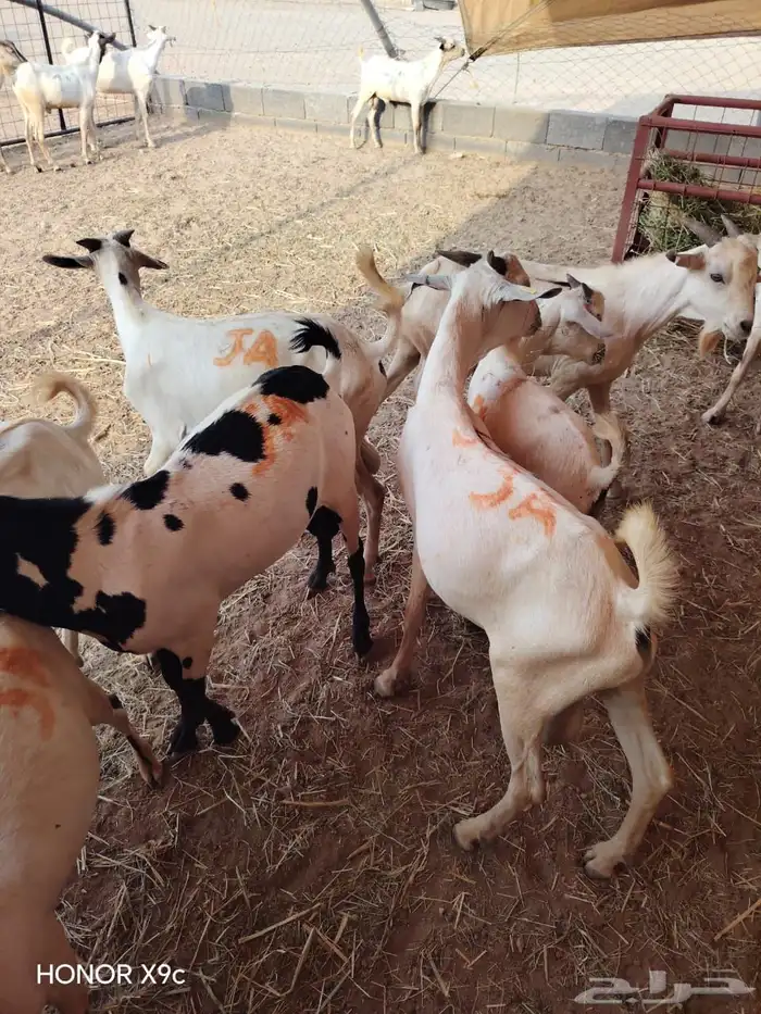 جملة البرابر والتيوس   أحجام تفتح النفس وأسعار ترضي التاجر 3