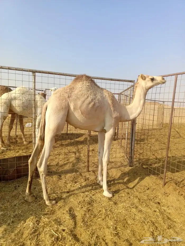 بكره للبيع 1