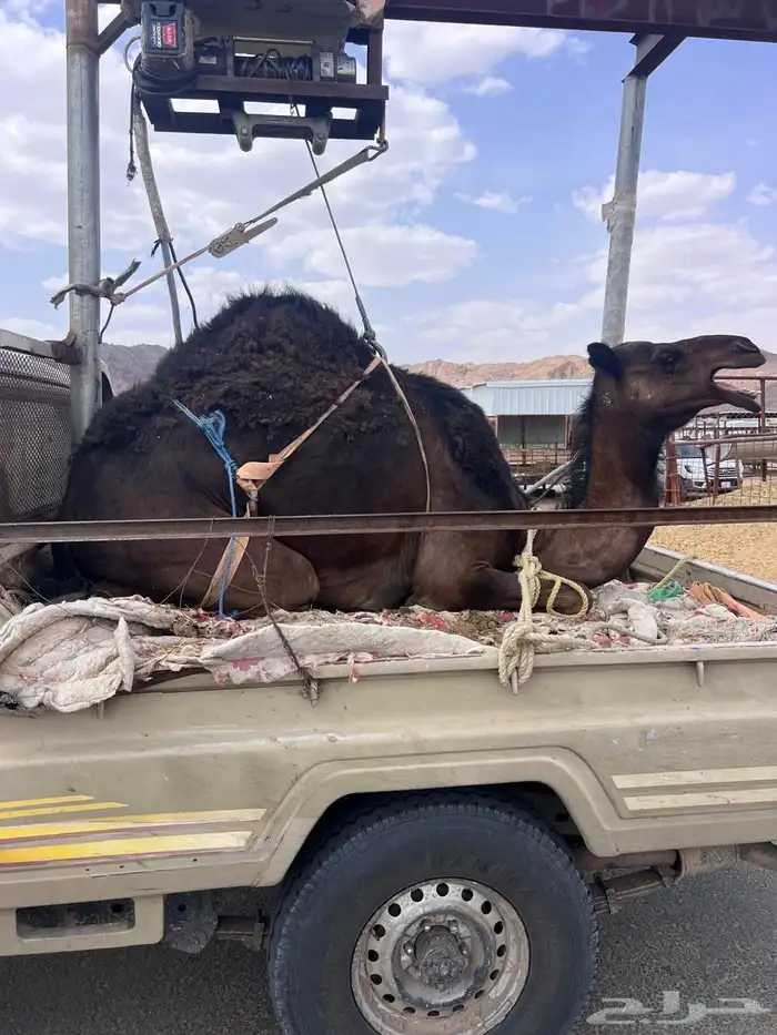 يوجد قعدان بلدي ومستارد بسعر مناسب 0