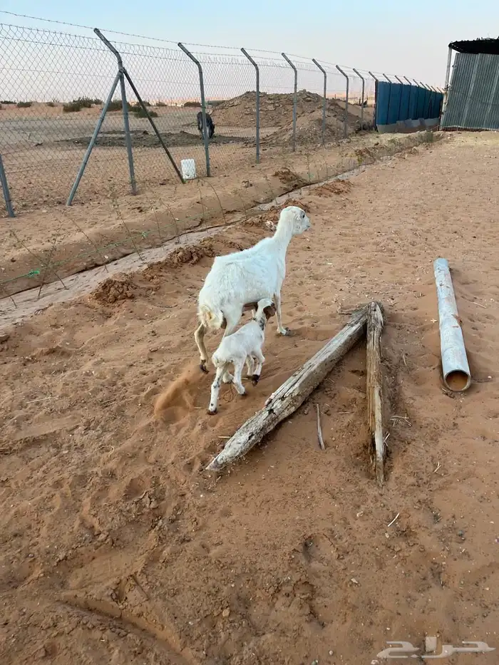 رفيد كل وحده تحتها واحد 2