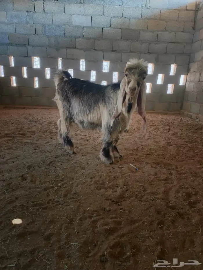 تيس عارضي اصفر من مراح طيب مشروع فحل عمره 7 شهور 1