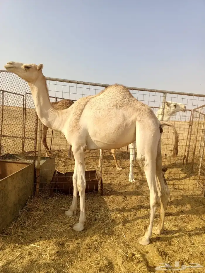 بكره للبيع 0