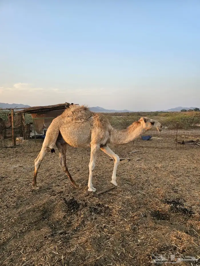 للبيع حاشي اقل من سنة 1