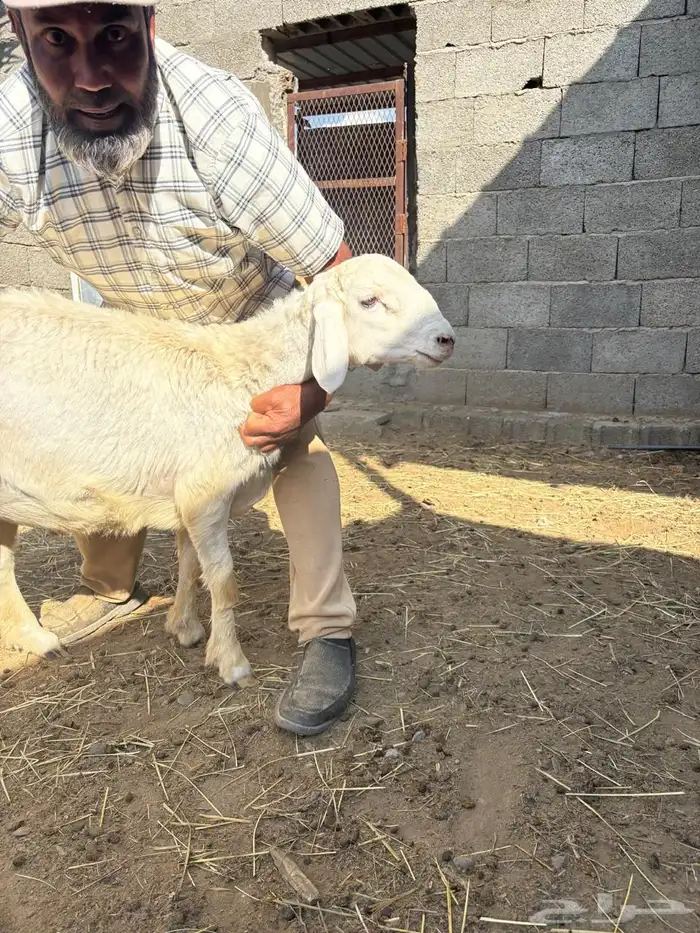 طليان طيبه 4