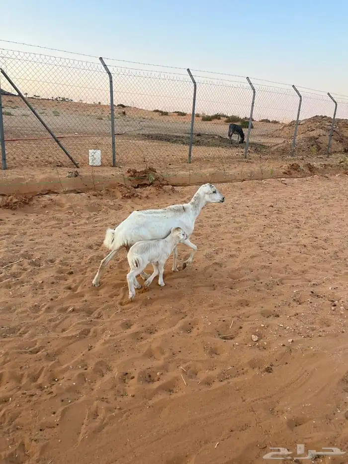 رفيد كل وحده تحتها واحد 3