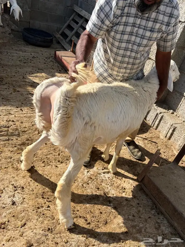 طليان طيبه 0