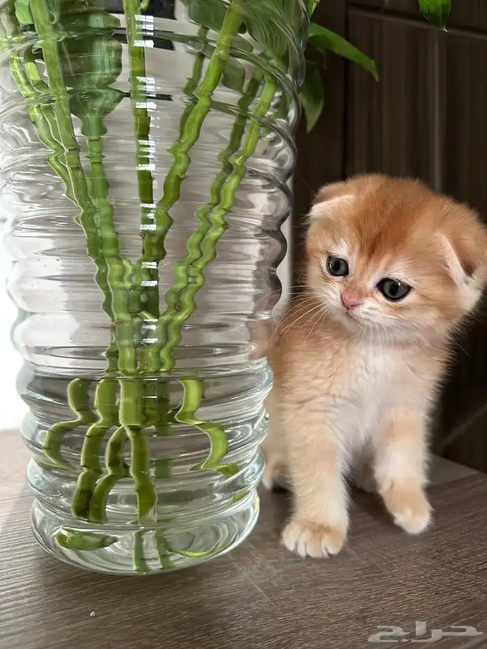 قط سكواتش قولد 4