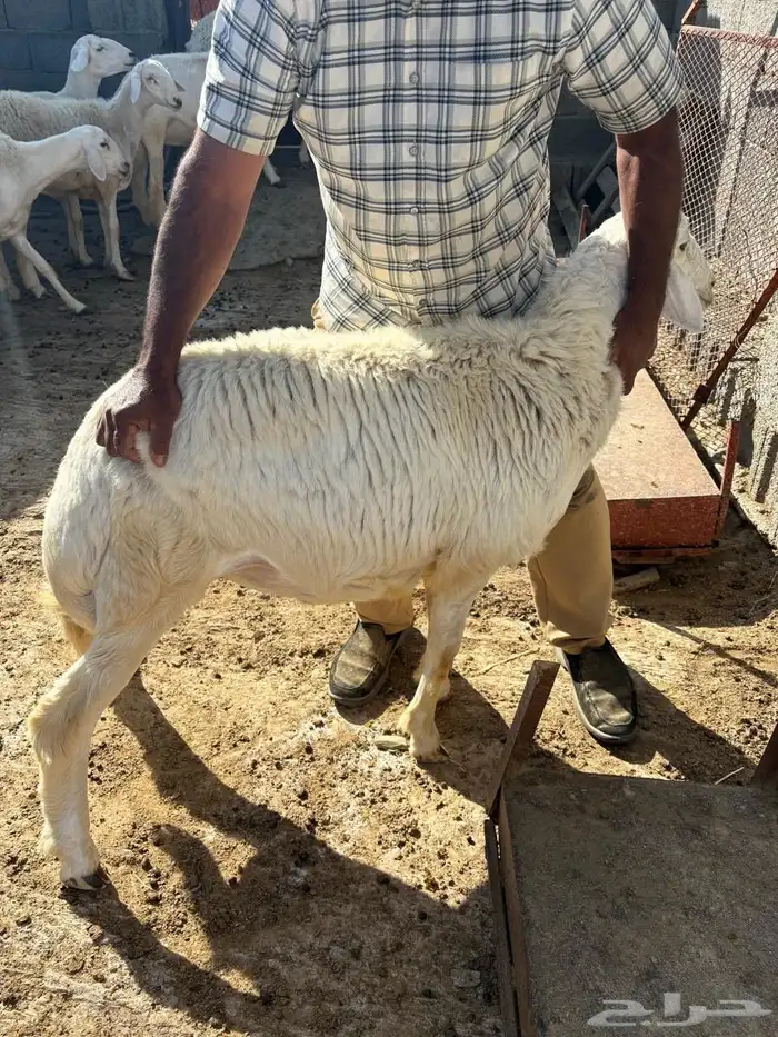 طليان طيبه 2