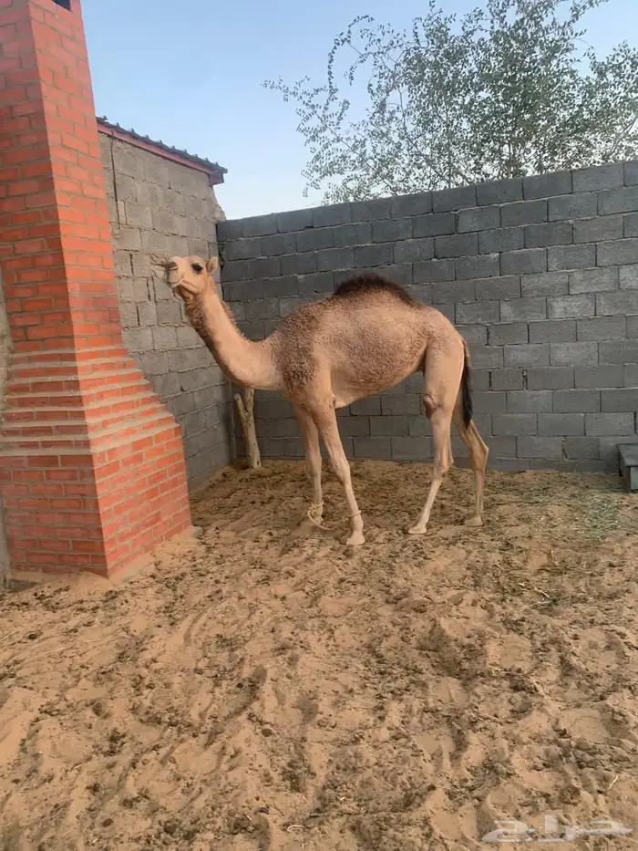 بكره حقه حمراء شماليه للبيع 0