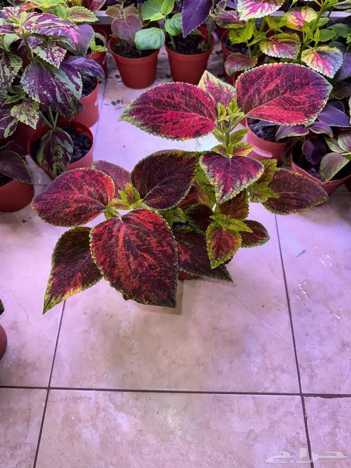 إعلان بيع نباتات سجاد 5