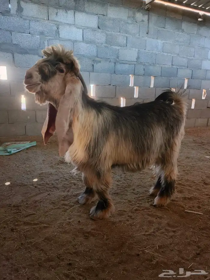 تيس عارضي اصفر من مراح طيب مشروع فحل عمره 7 شهور 0