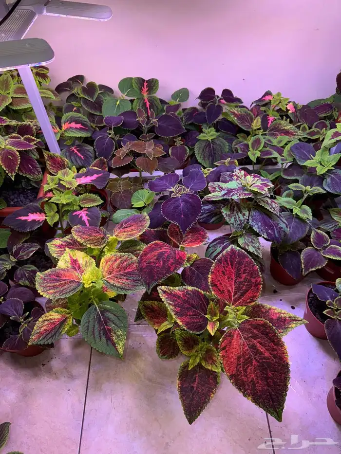 إعلان بيع نباتات سجاد 0