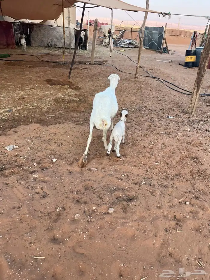 رفيد كل وحده تحتها واحد 0