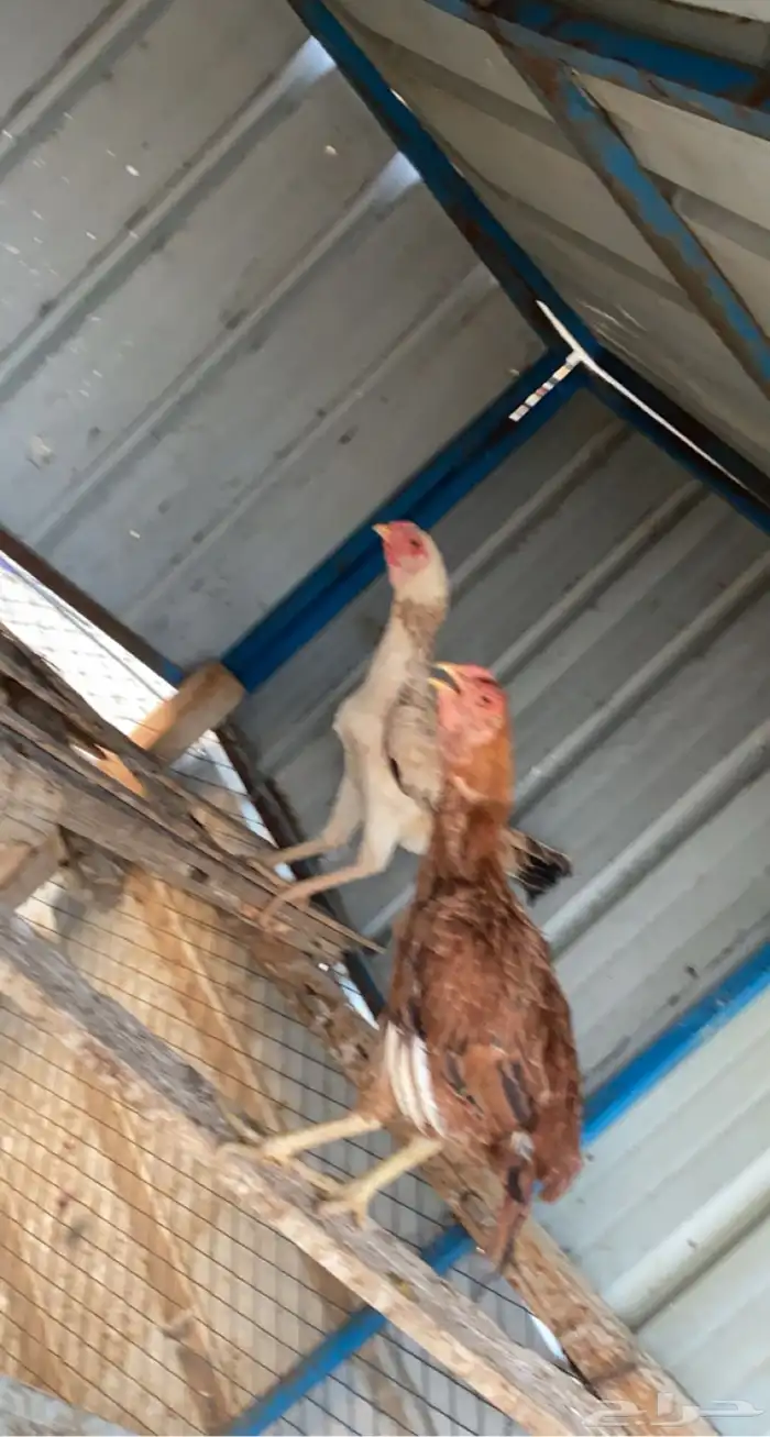 دجاج فارسي 2