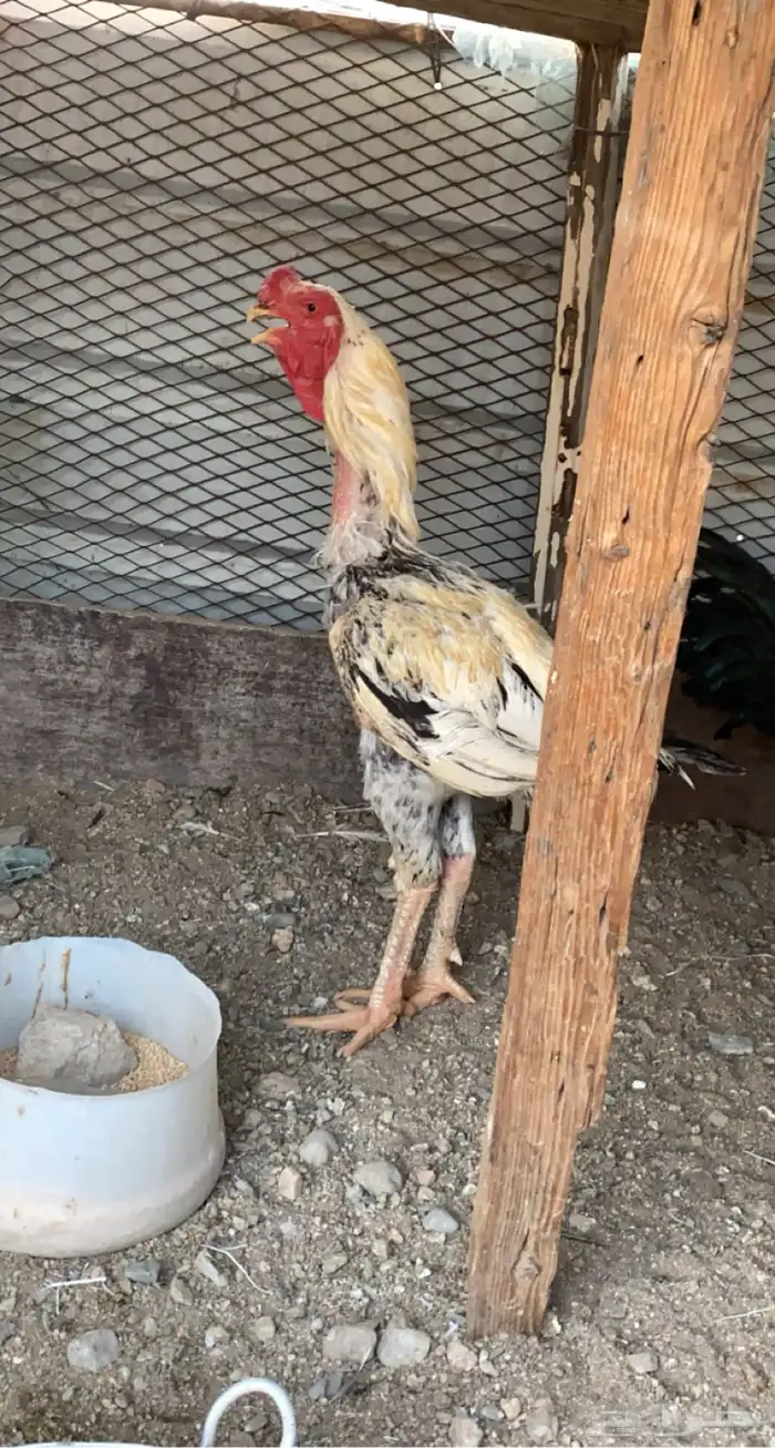 دجاج فارسي 5