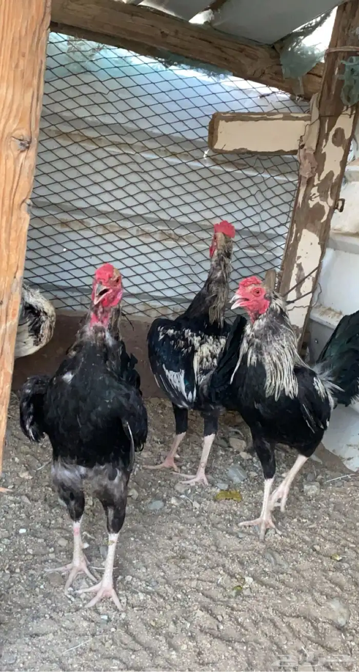 دجاج فارسي 4