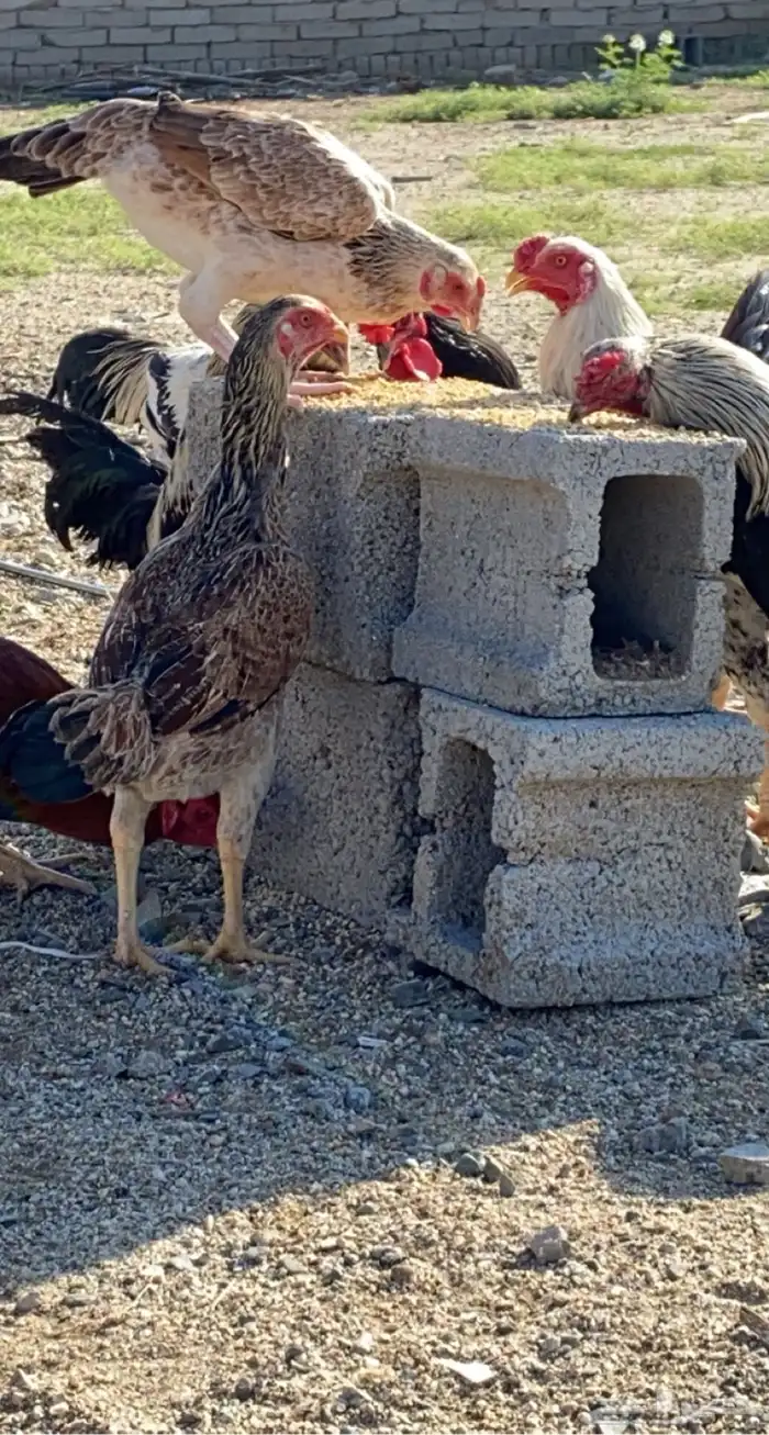 دجاج فارسي 1