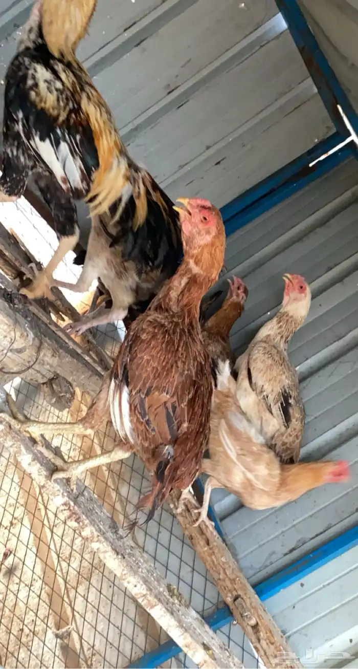 دجاج فارسي 3