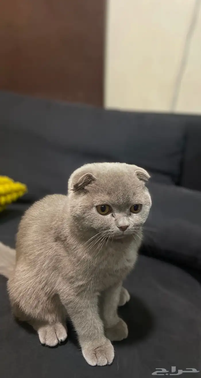 سكوتش فولد بيور سلاله نادره لون مميز العمر 5 شهور مدربه 0