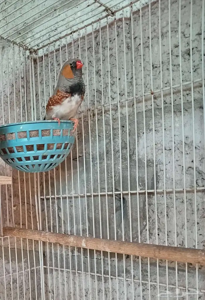 زوج زيبرا إنجليزي 2