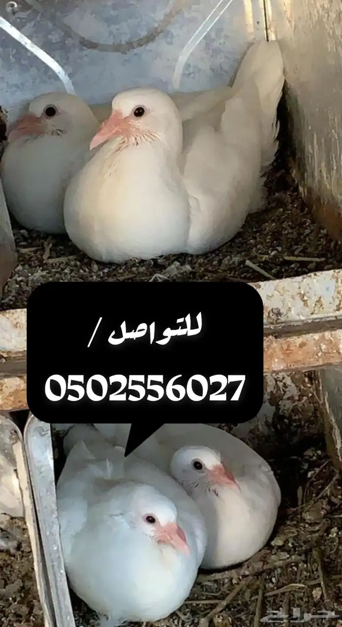 زغاليل وفروخ حمام فرنسي 10