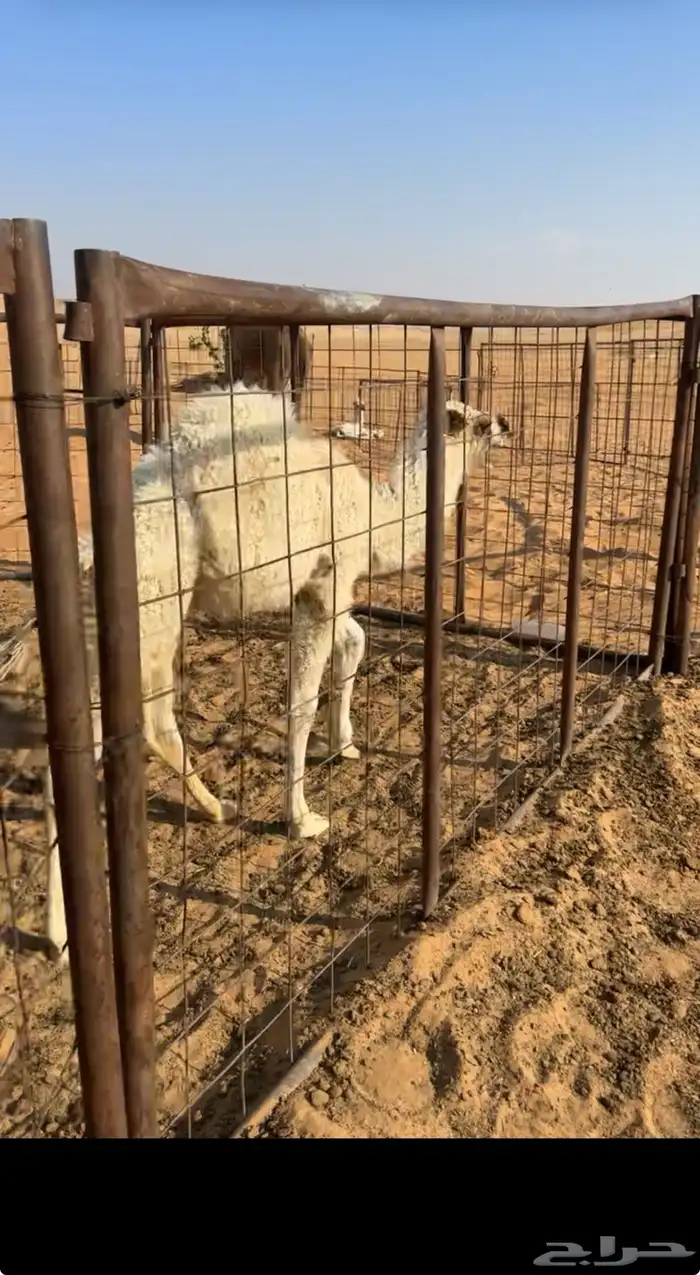 للبيع خلفه هديه 3