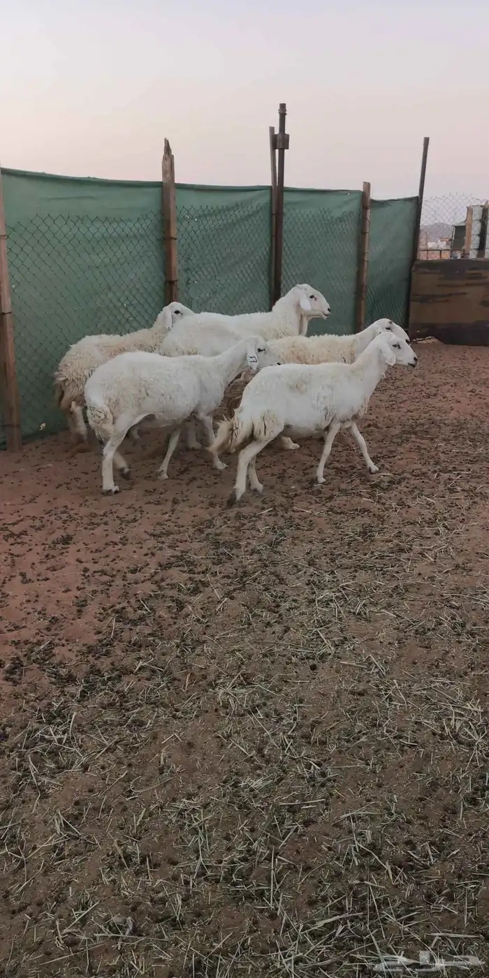 شياه حرية مع فحلها 1