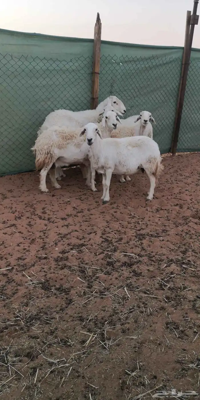 شياه حرية مع فحلها 3