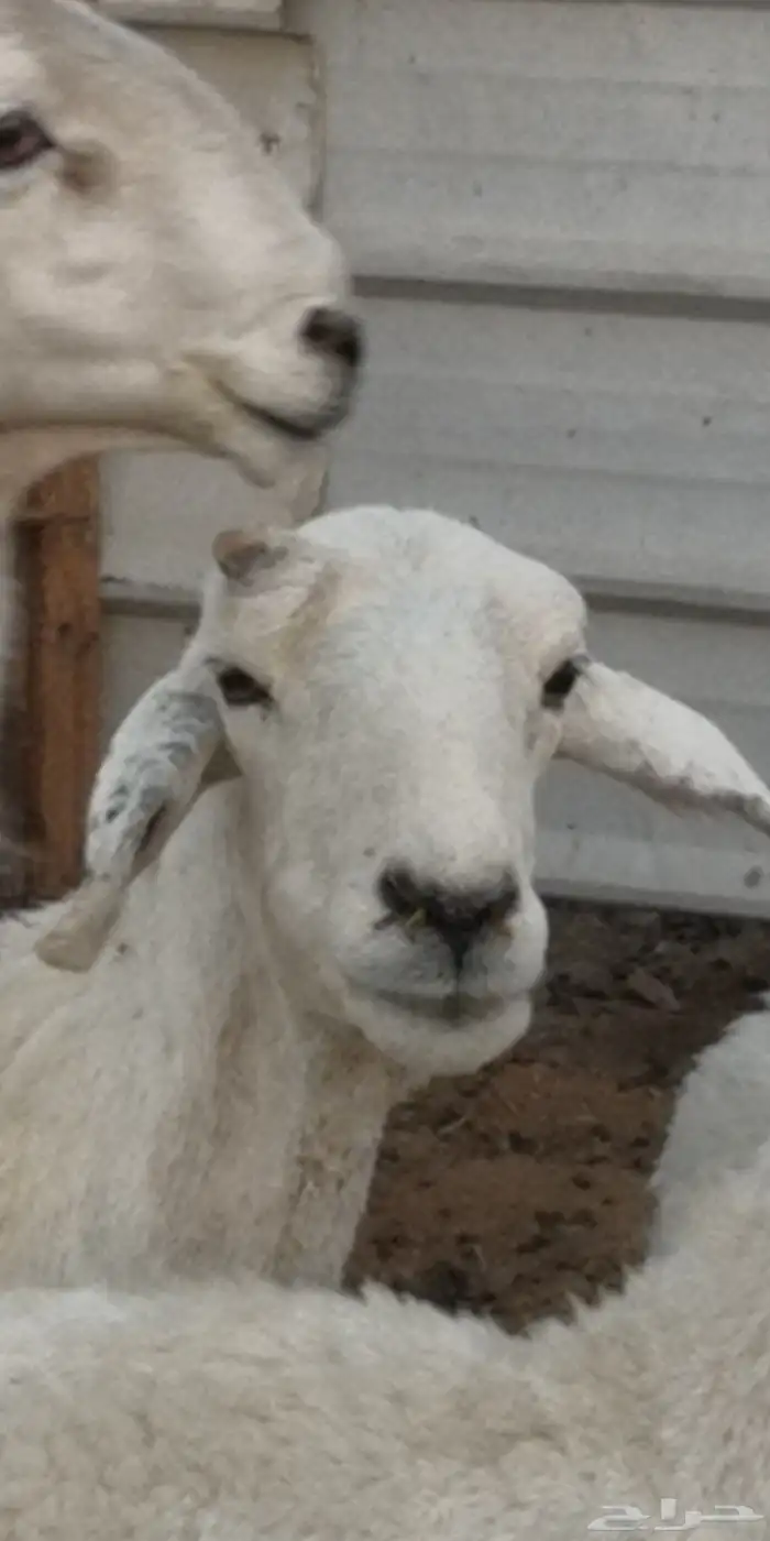 شياه حرية مع فحلها 5