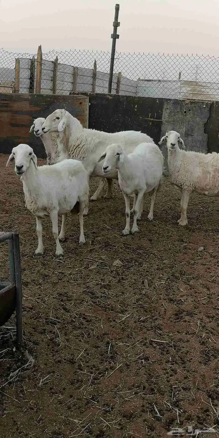 شياه حرية مع فحلها 0