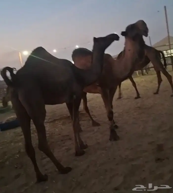 السلام عليكم لحقه البكر الجذعه له بلقاح 9شهور 1