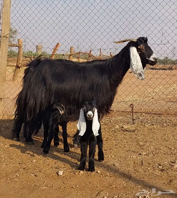 عنز عارضيه متوم 1