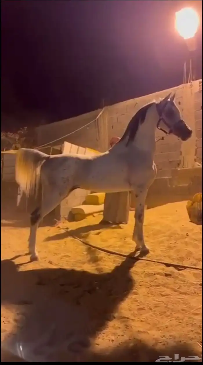 للبيع  حصان فاخر من سلالة نادرة 2