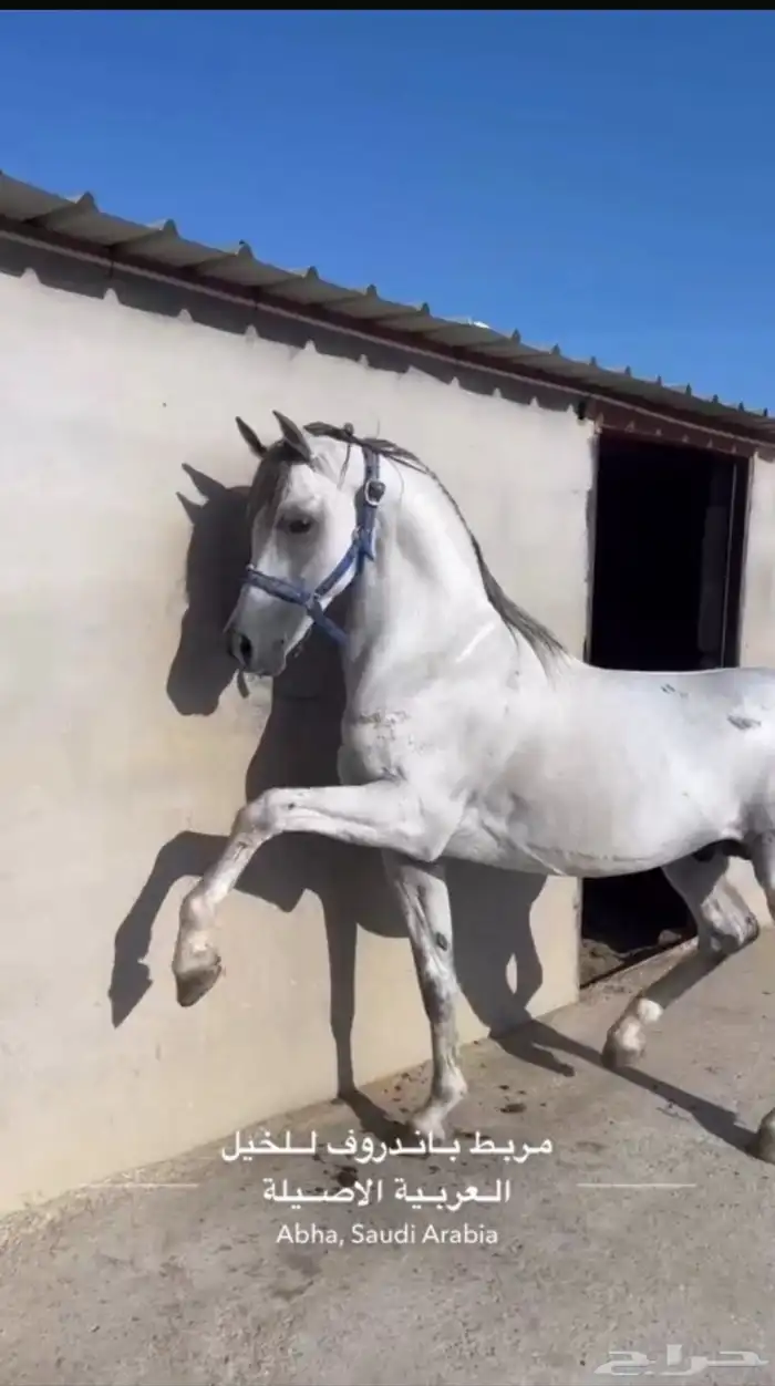 للبيع  حصان فاخر من سلالة نادرة 1