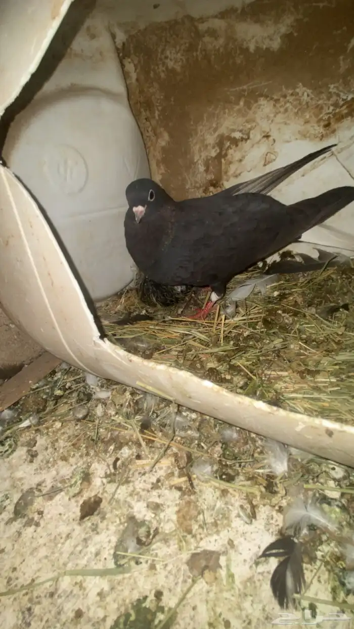 قطايف قنادي 7